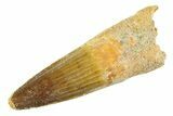 Fossil Spinosaurus Tooth - Real Dinosaur Tooth #354741-1